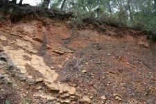 Kahverengi Orman Toprakları Türleri ve Özellikleri