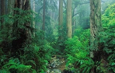 Yağmur Ormanları Türleri ve Özellikleri