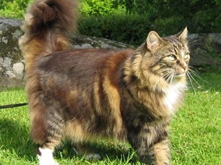 Orman Kedisi Türleri ve Özellikleri