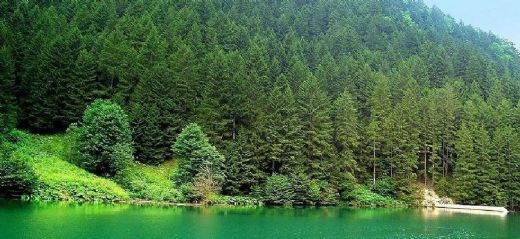 Karadeniz Ormanları