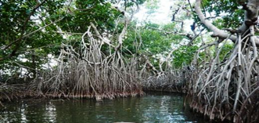 Mangrov Ormanları